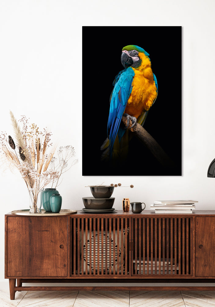 Acrylglasbild Blau-gelber Ara