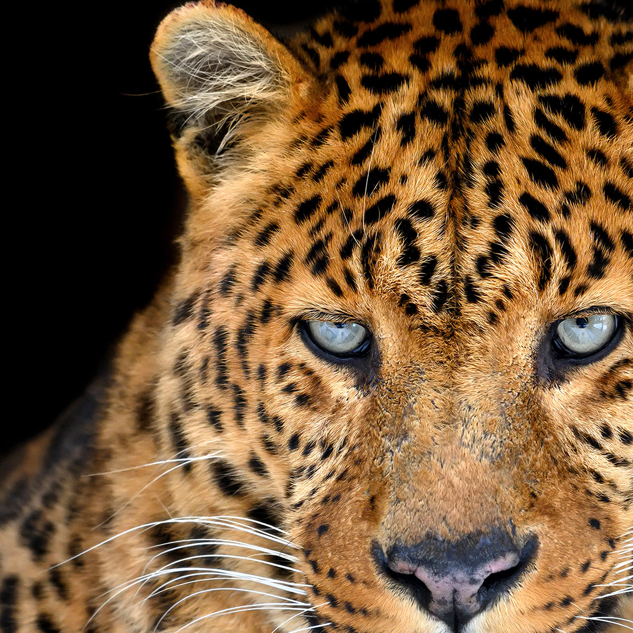 Acrylic glass picture Leo with a steel-blue look