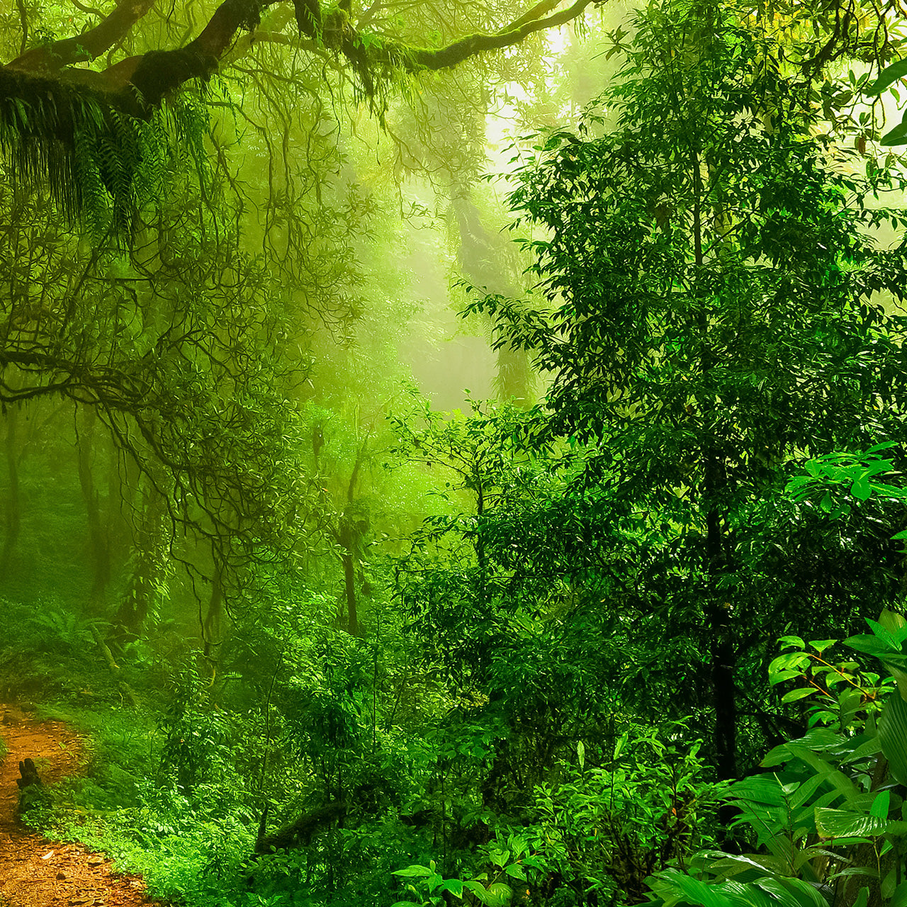 tableau en verre acrylique Woodland