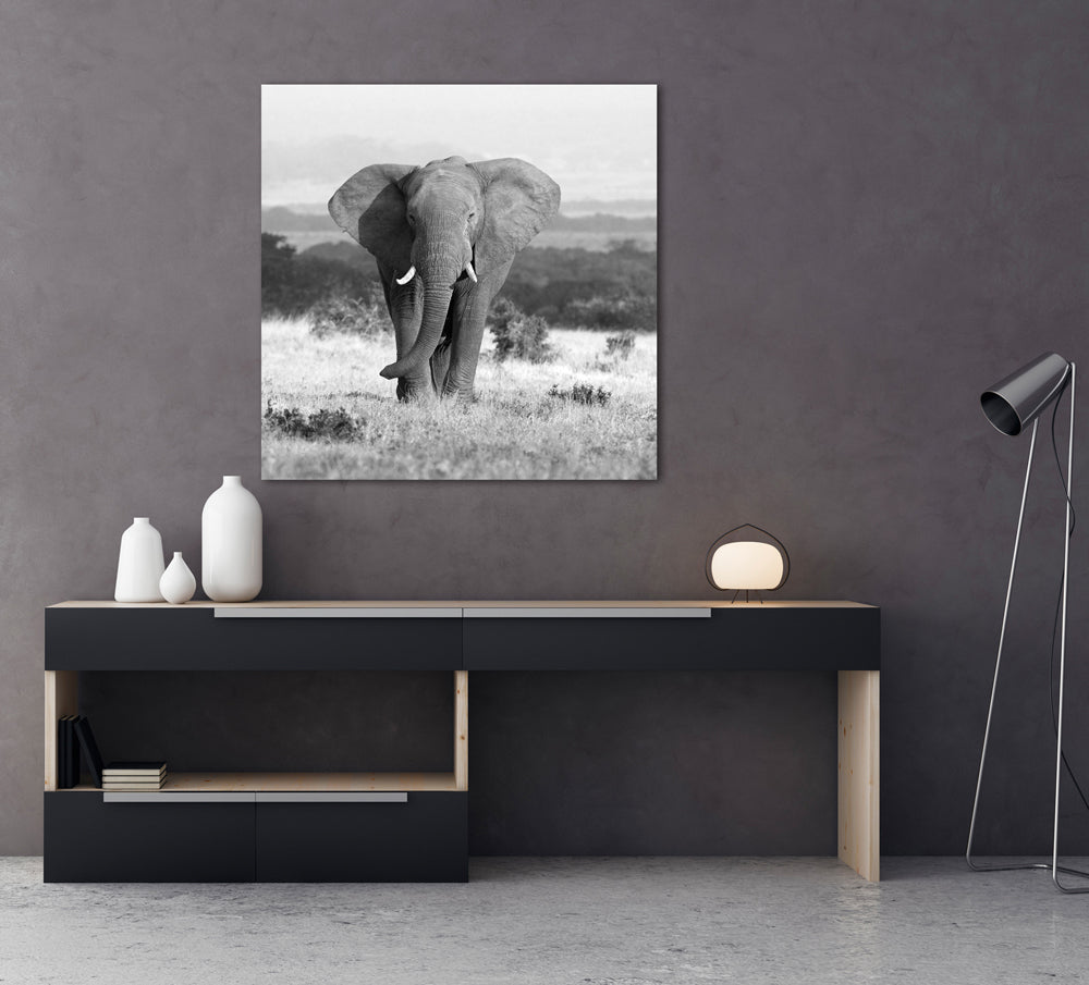Acrylglasbild Elefant in der Steppe