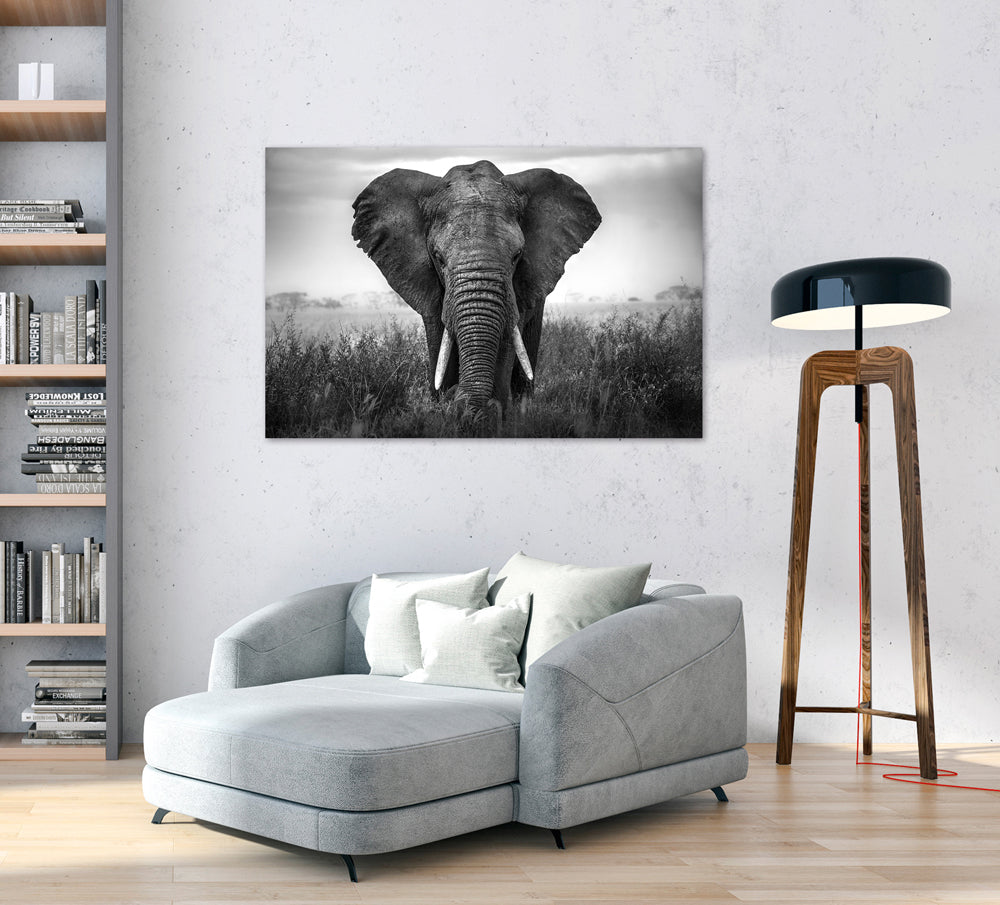 Acrylglasbild Großer Elefant