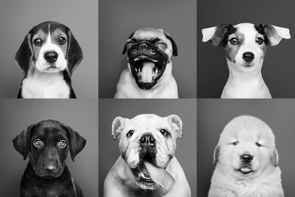 Acrylglasbild Lustige Hunde