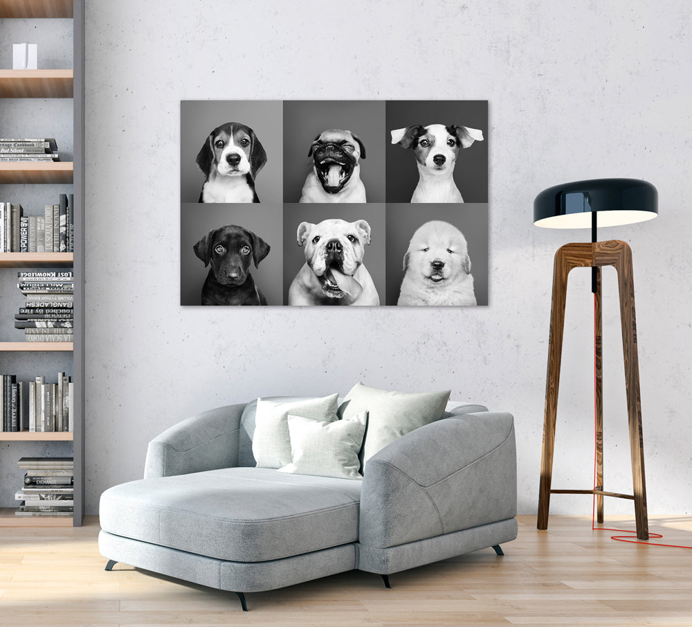 Acrylglasbild Lustige Hunde