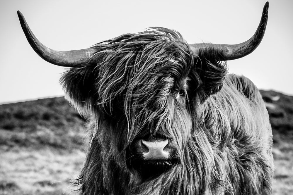 Acrylglasbild Hochlandrind