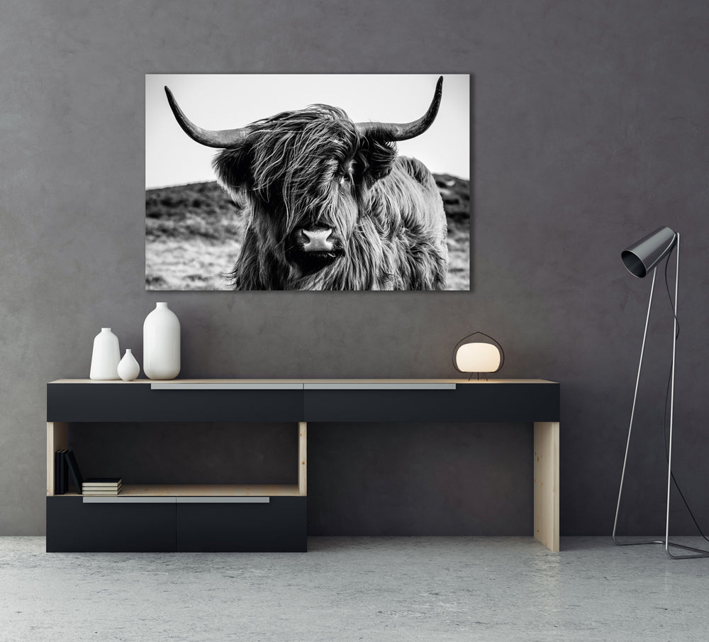 Acrylglasbild Hochlandrind