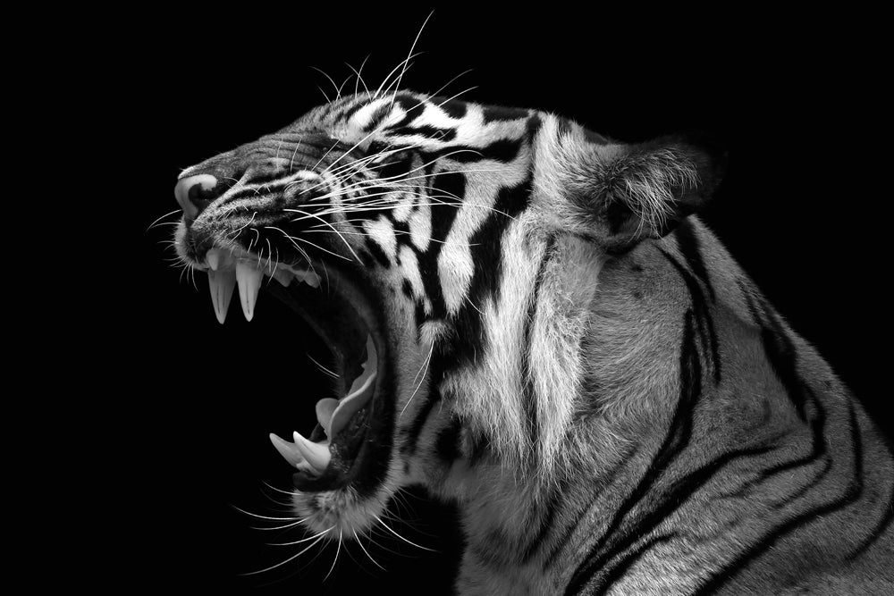 Acrylglasbild Fauchender Tiger