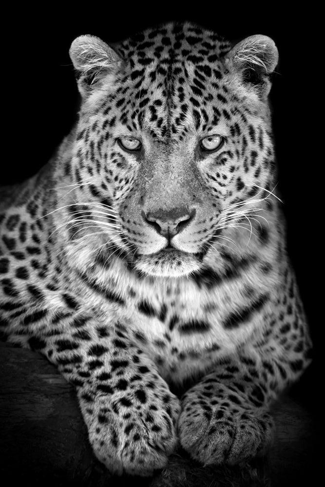 Acrylglasbild Leo