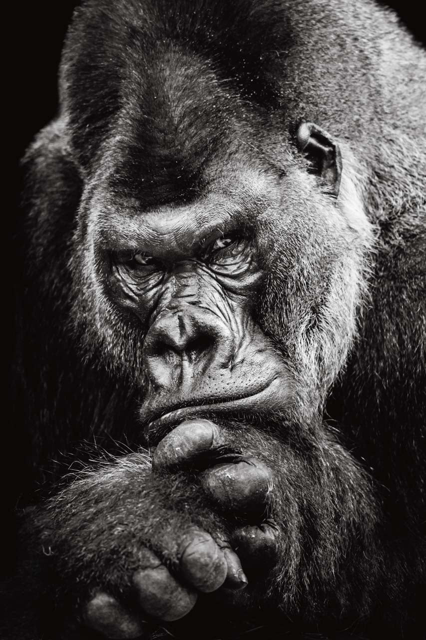 Canvas Print Imposanter Gorilla