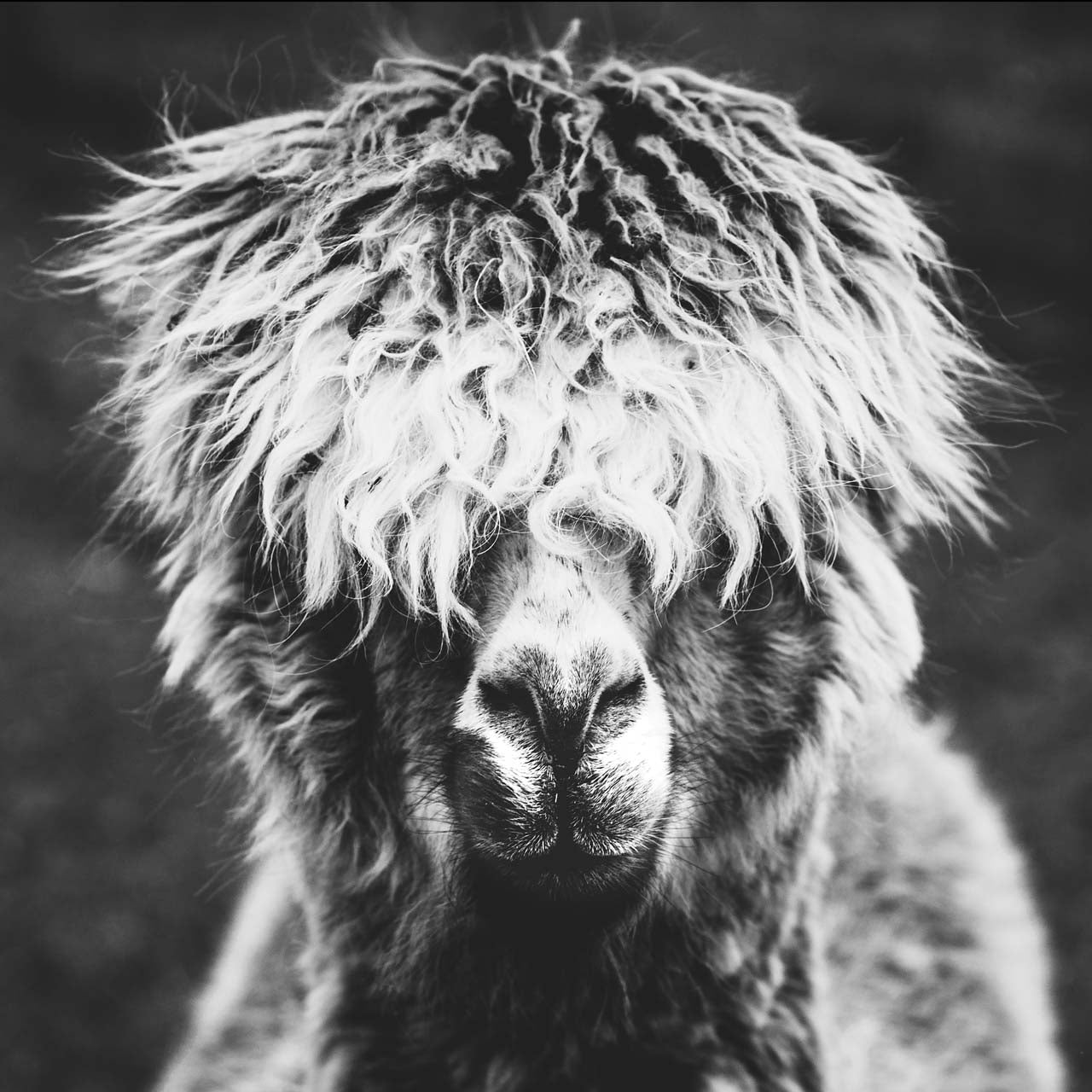 Canvas Print Alpaka "Hippie"