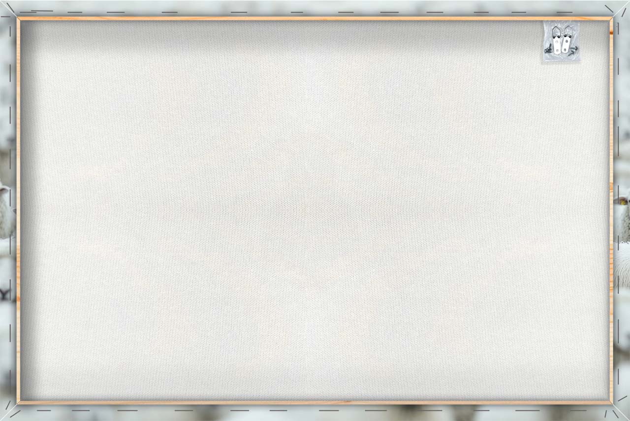 Canvas Print Black Sheep
