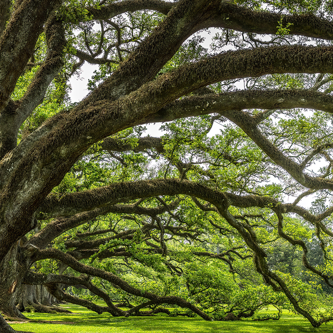 Canvas Print Baum der Ewigkeit