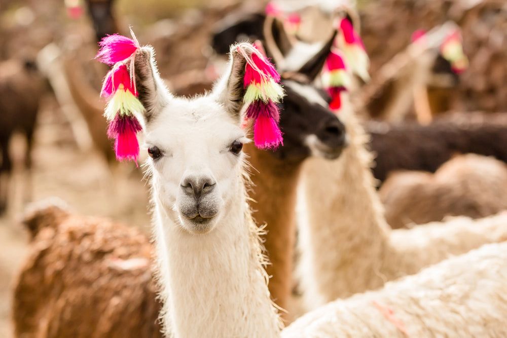 Aluminum picture Lama with earrings