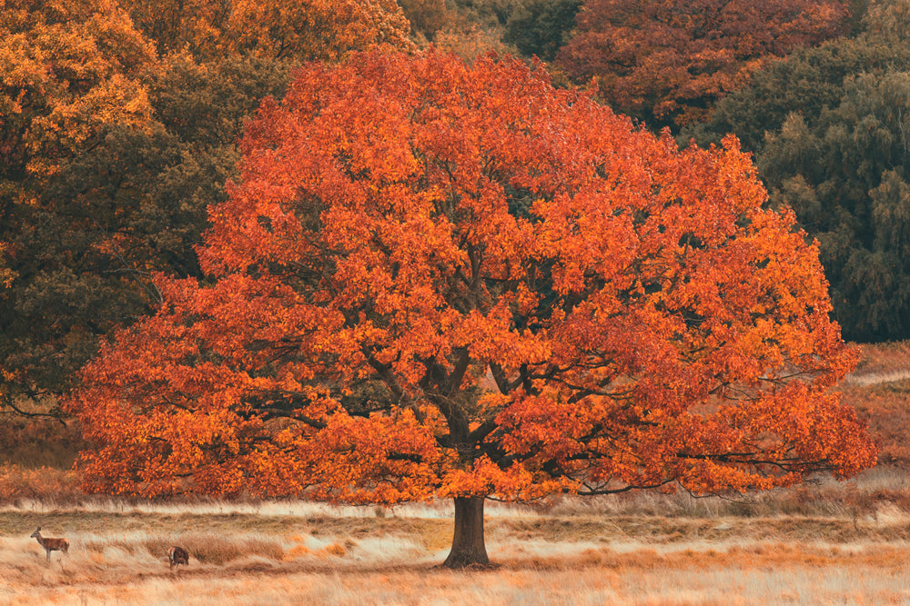 aluminum picture autumn tree