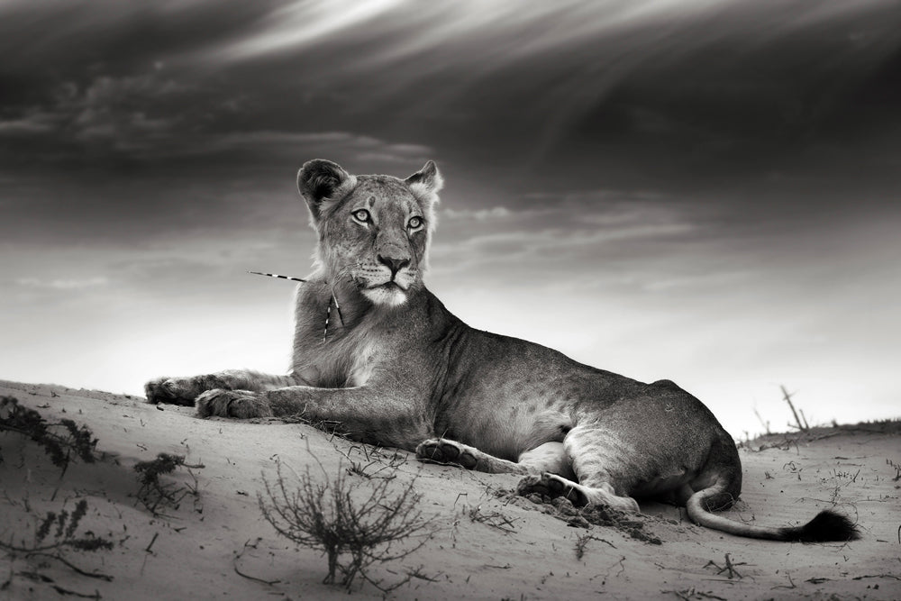 tableau en aluminium lionne