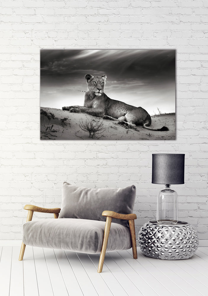 tableau en aluminium lionne