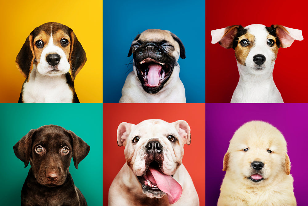 Aluminum Picture Funny Dogs