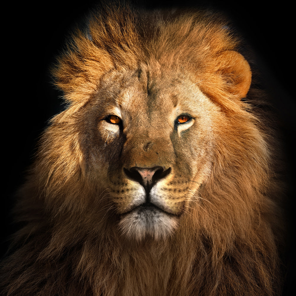 tableau en aluminium Le Roi Lion