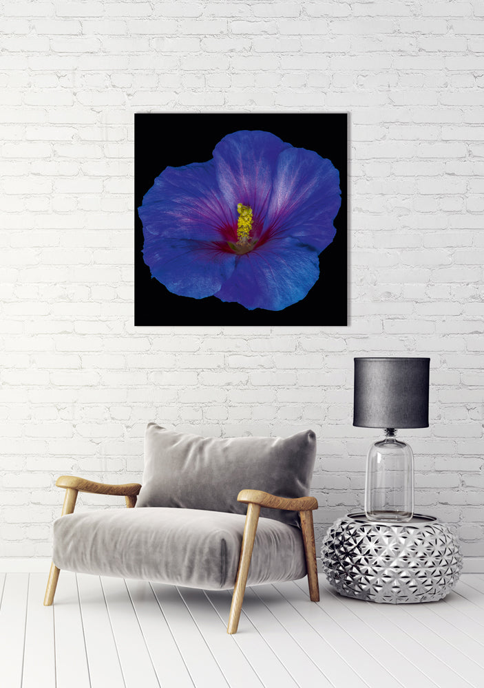 Aluminum picture hibiscus flower in blue and pink