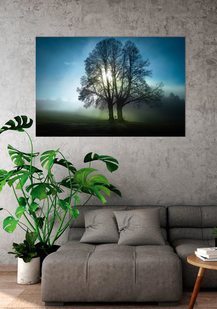 Tableau en aluminium Arbres dans la brume matinale