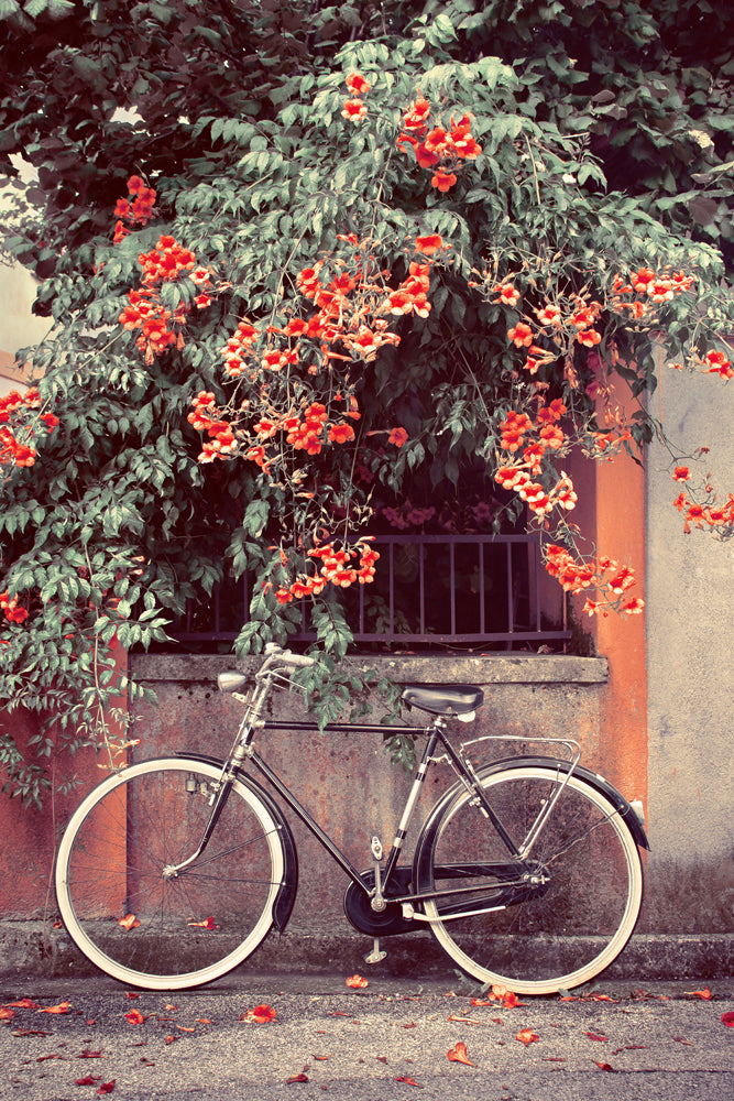 Aluminum picture Bicycle under red flowers