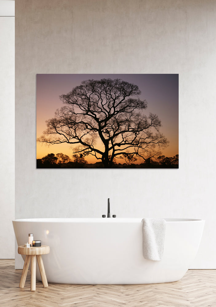 Aluminium picture Gigantic Tree at Sunset
