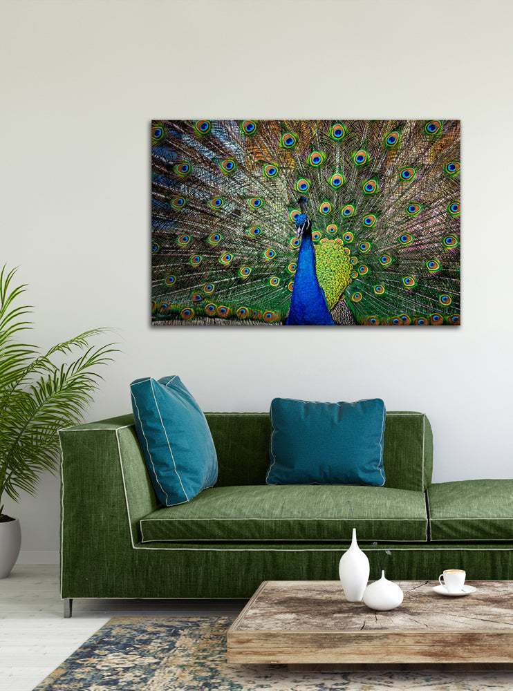 aluminum picture Proud Peacock
