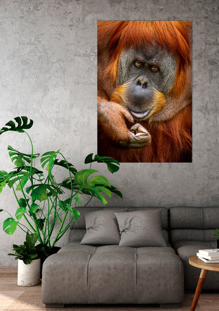 aluminum picture Orangutan
