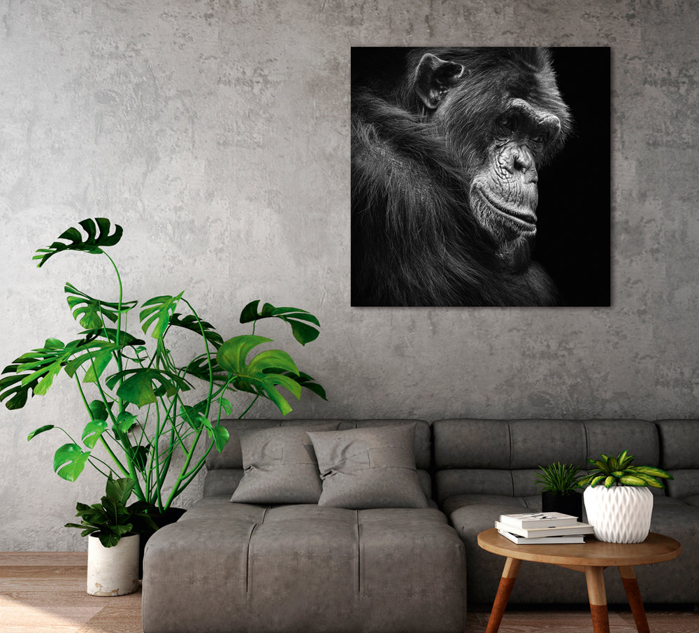 Aluminum picture Chimpanzee in Thoughts