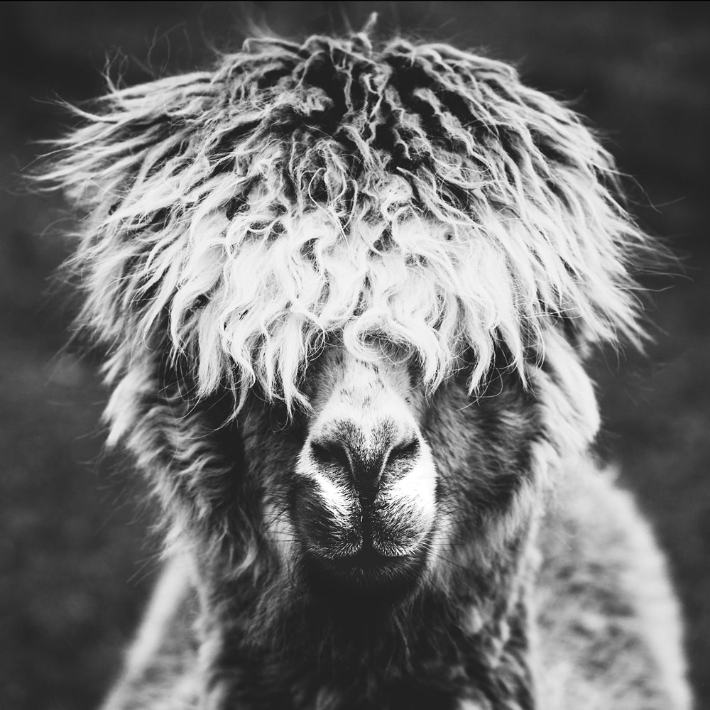 aluminum picture Alpaca "Hippie"