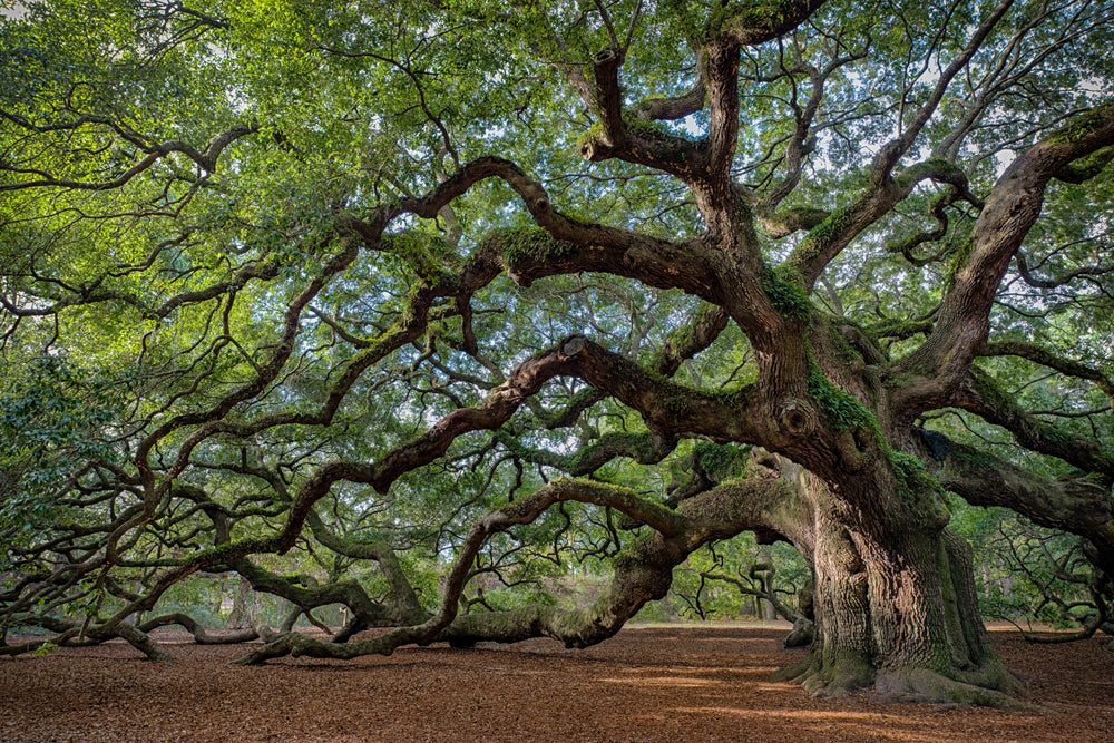 aluminum picture Fascination Tree