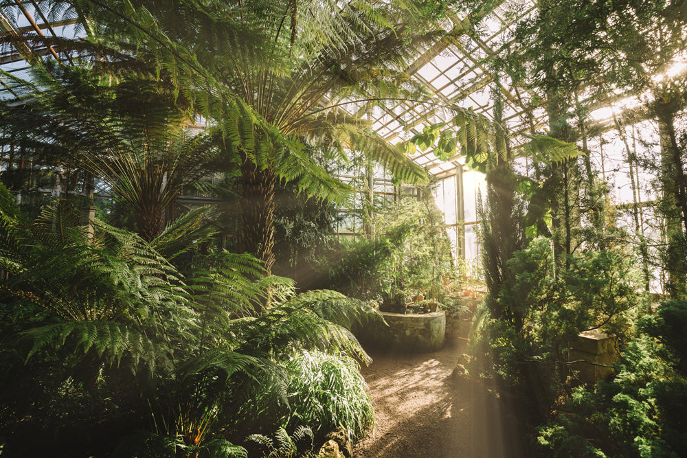Aluminum picture Greenhouse with light reflections