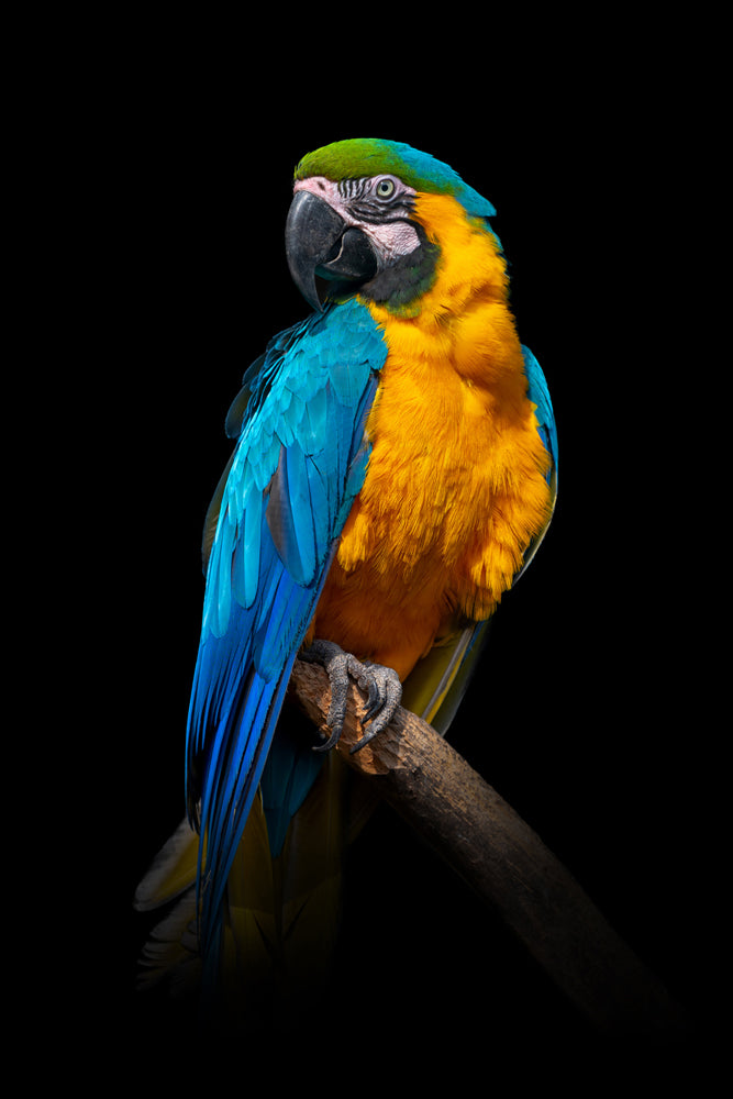 Aluminum picture Blue-yellow Macaw
