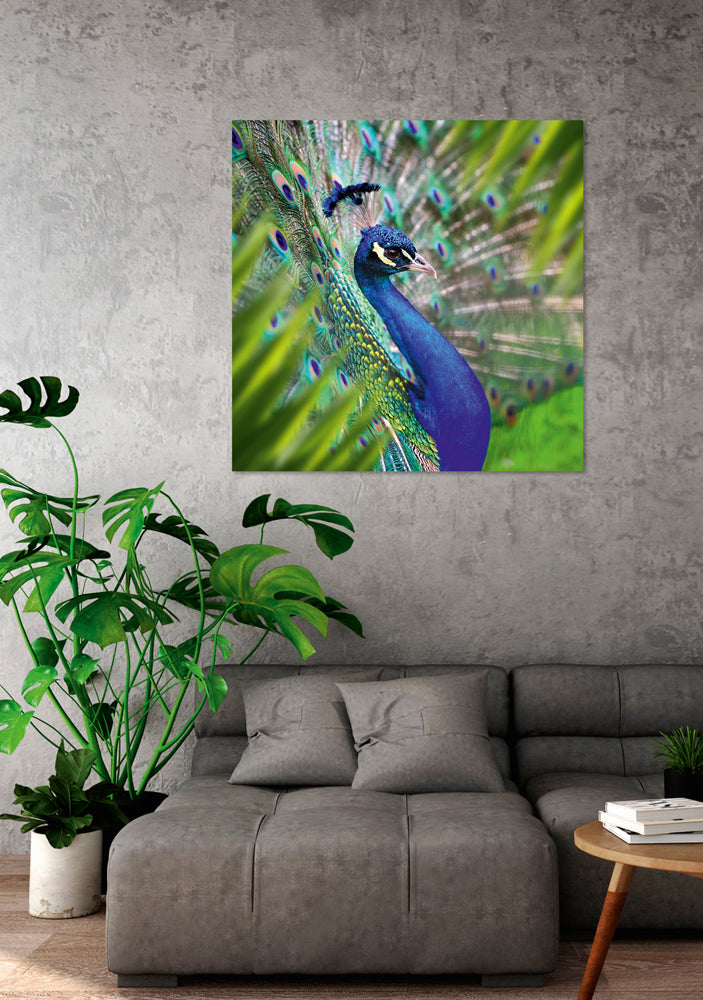 Aluminum picture Elegant Peacock