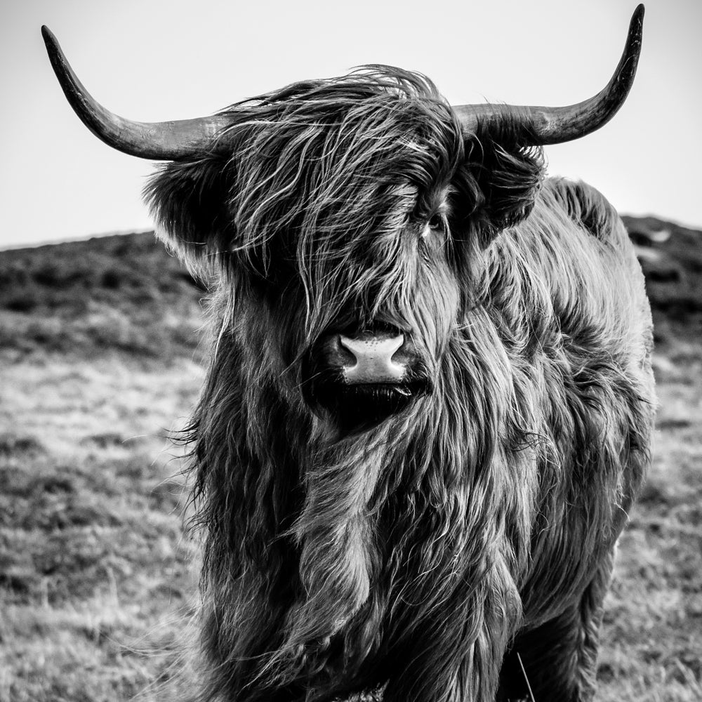 photo en aluminium bovins Highland