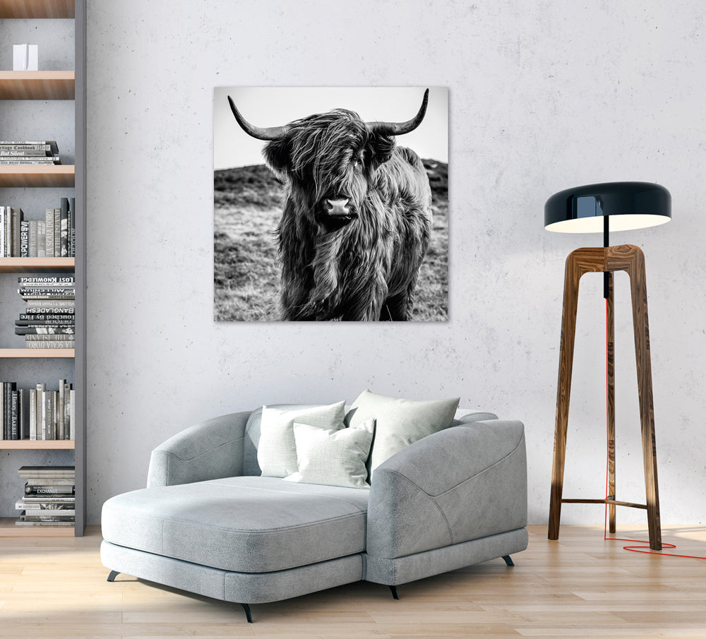 photo en aluminium bovins Highland