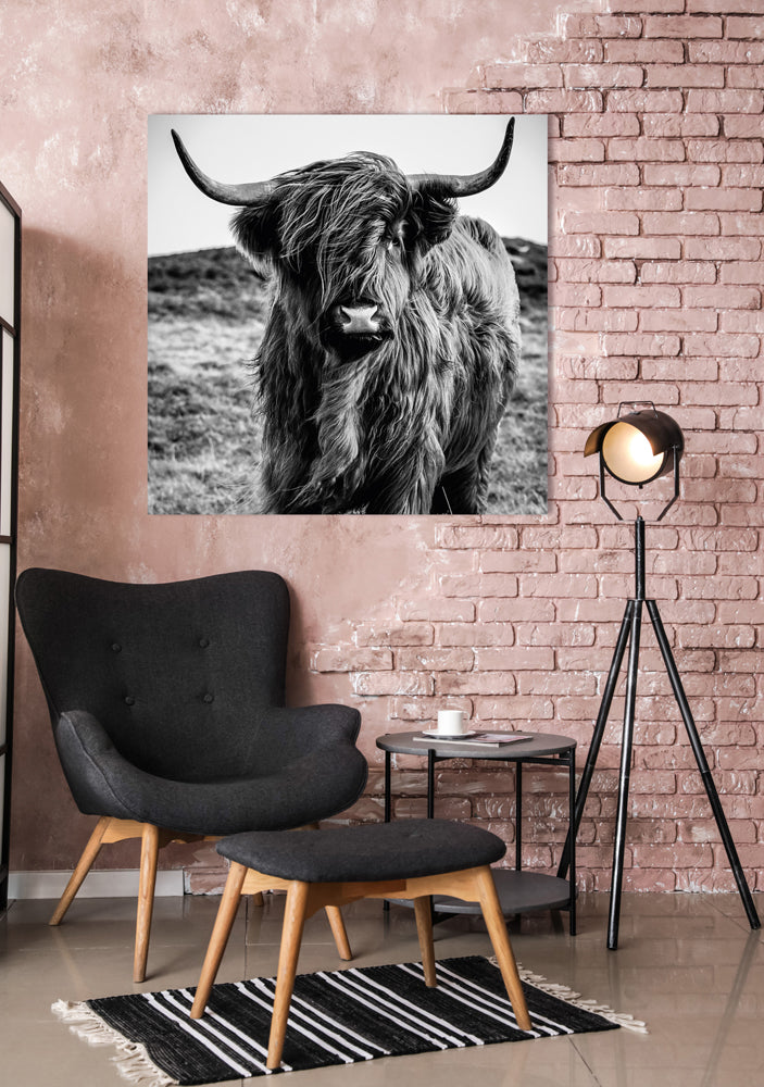 photo en aluminium bovins Highland