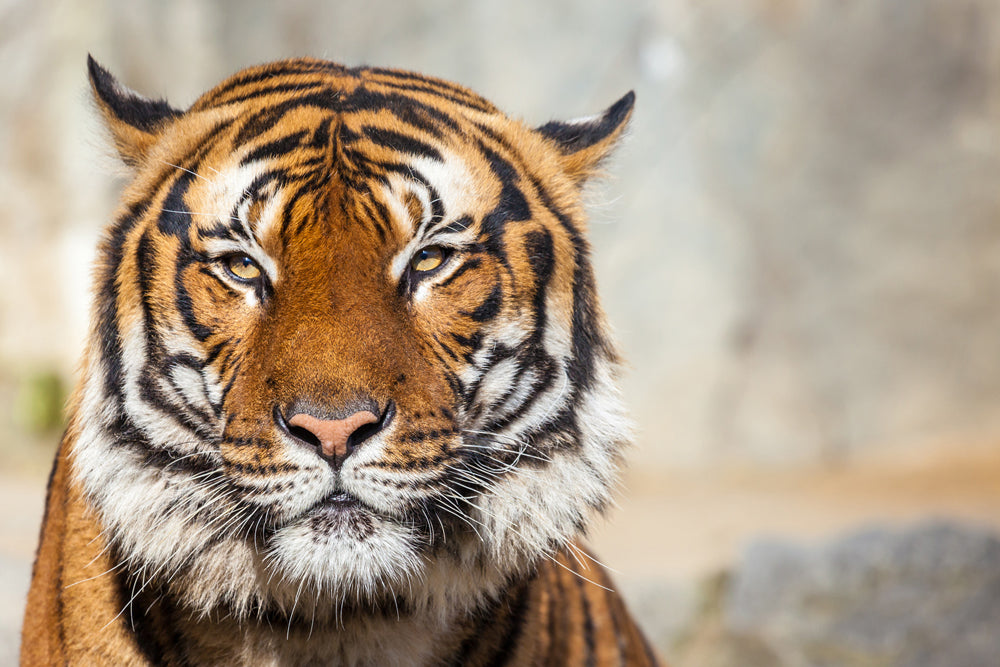 image acoustique Tigre