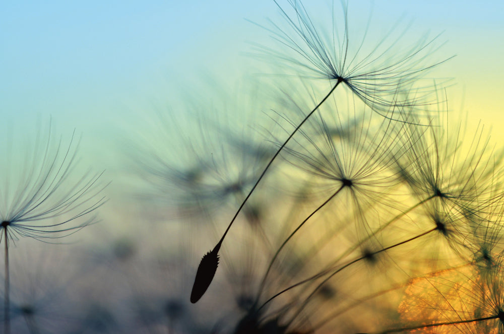 Acoustic Picture Pro Dandelion 1