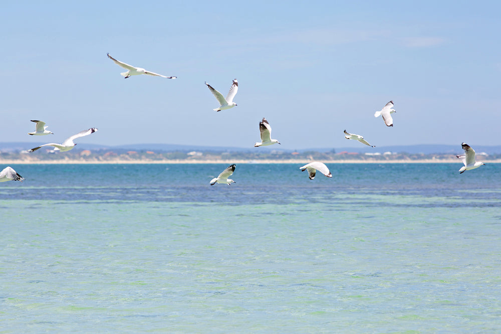 Acoustic image Pro Seagulls over the North Sea