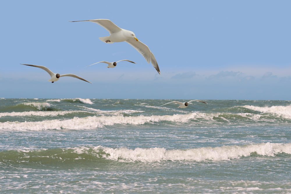 Acoustic image Pro Seagulls over rough sea