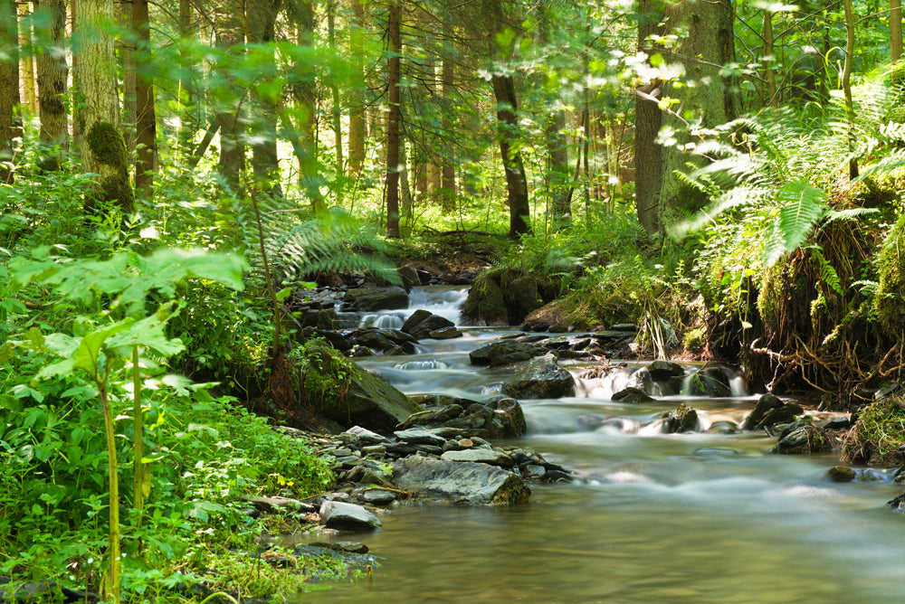 Acoustic image Pro River in the Forest 1