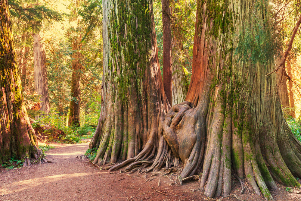 Acoustic image Pro tree root