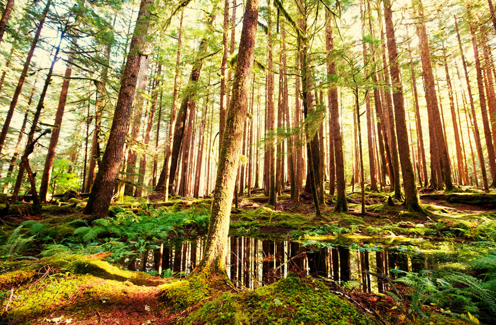 Acoustic image Pro tree trunks