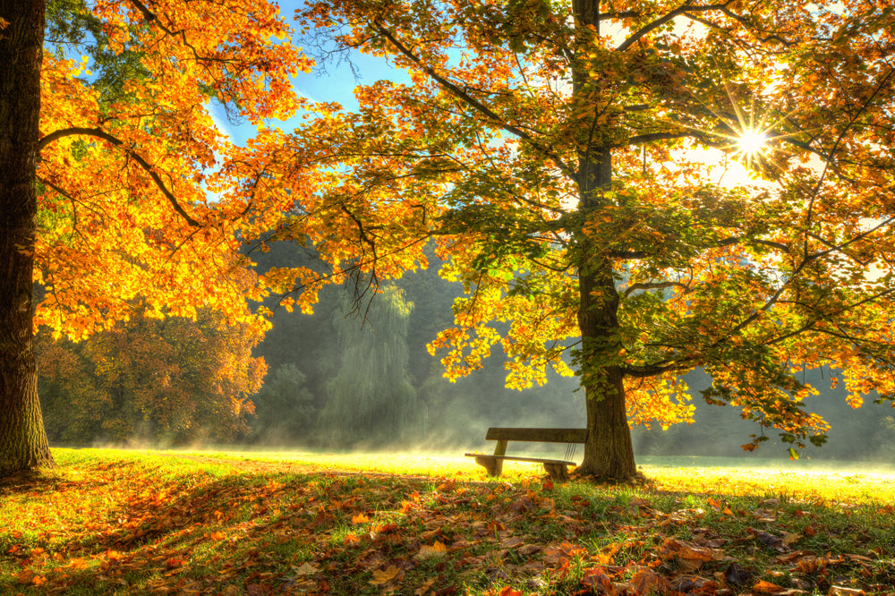 Akustikbild Pro Sonnenaufgang im Herbstwald
