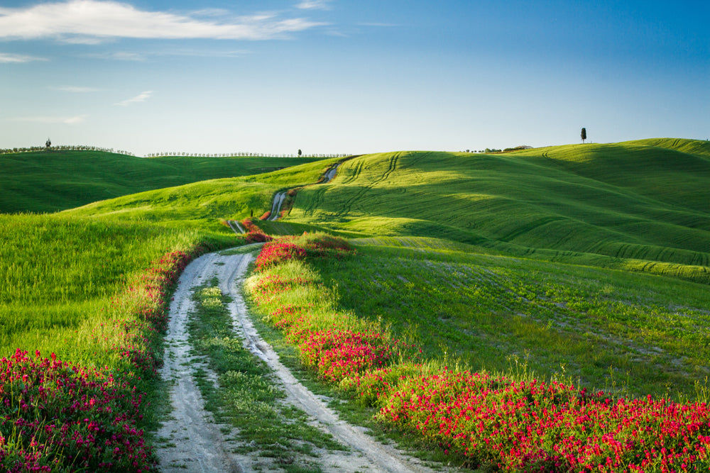 Akustikbild Pro Wegesrand mit Mohn