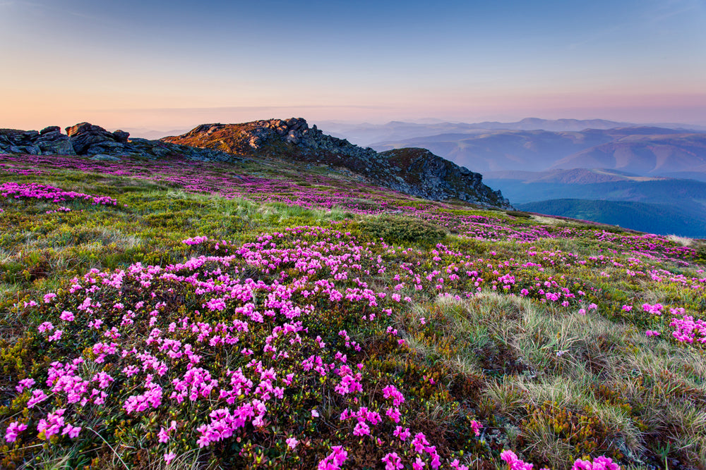 Akustikbild Pro Alpenlandschaft mit lila Blumen
