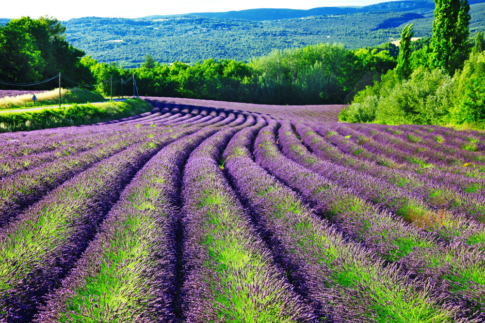 Acoustic image Pro Lavender Field 1