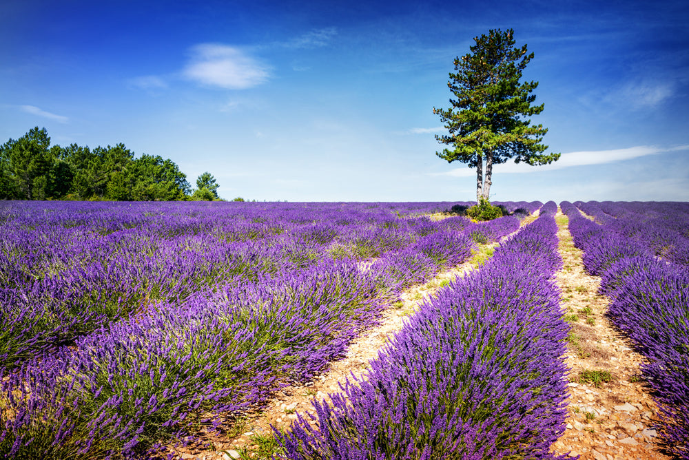 Acoustic Image Pro Lavender Field 2