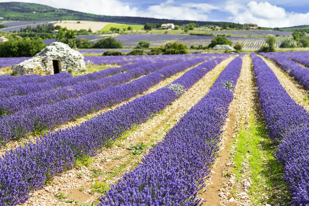 Acoustic Image Pro Lavender Field 3