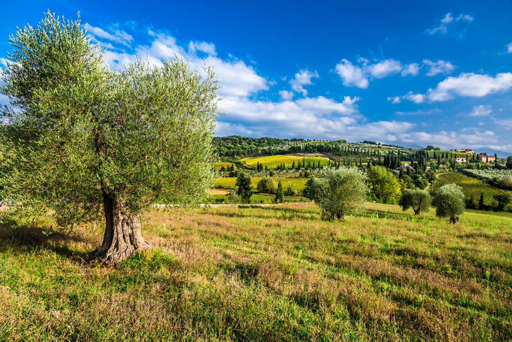 Akustikbild Pro Hübsche toskanische Landschaft